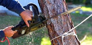  Fort Valley, GA Tree Removal Services Pros