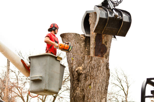 Best Tree Risk Assessment  in Fort Valley, GA